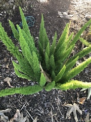 Asparagus densiflorus