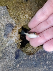 Canthigaster rostrata