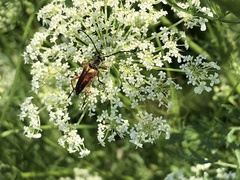Typocerus acuticauda