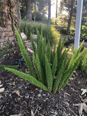 Asparagus densiflorus