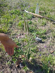 Oxypetalum solanoides