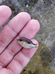 Canthigaster rostrata