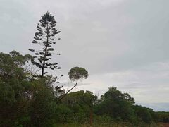 Araucaria