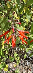 Salvia gesneriiflora