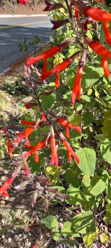 Image of Salvia gesneriiflora by (c) Norma Piedra, some rights reserved (CC BY)