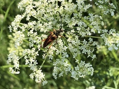 Typocerus acuticauda