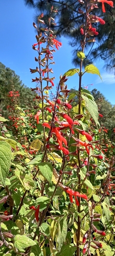 Image of Salvia gesneriiflora by (c) Norma Piedra, some rights reserved (CC BY)