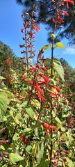 Salvia gesneriiflora