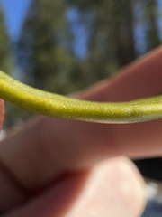 Phoradendron bolleanum
