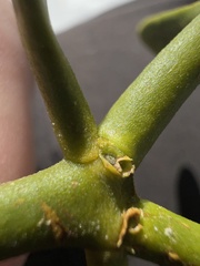 Phoradendron bolleanum