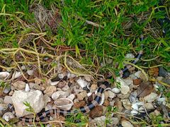 Laticauda saintgironsi