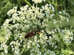 Typocerus acuticauda