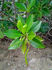 Rhizophora samoensis