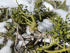 Phoradendron bolleanum