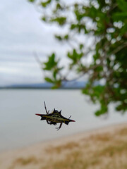 Gasteracantha westringi