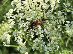 Typocerus acuticauda
