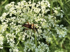 Typocerus acuticauda