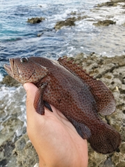 Cephalopholis cruentata