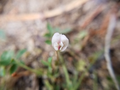 Trifolium monanthum