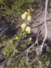 Kunzea glabrescens
