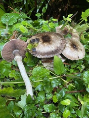 Agaricus deardorffensis