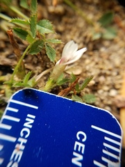 Trifolium monanthum