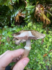 Agaricus deardorffensis