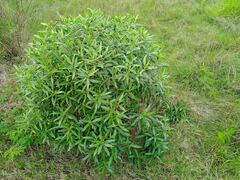 Myoporum tenuifolium