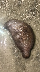 Sclerodactyla briareus