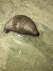 Sclerodactyla briareus