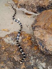 Laticauda saintgironsi