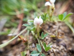Trifolium monanthum