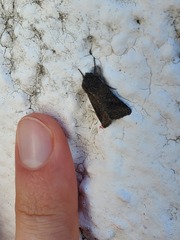 Eriopygini