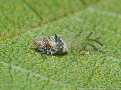 Drepanaphis acerifoliae