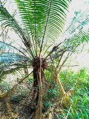 Cycas seemannii