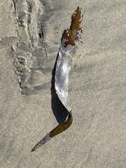 Membranipora membranacea