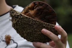 Zeyheria tuberculosa