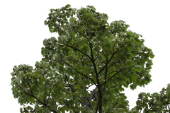 Zeyheria tuberculosa