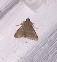 Hypsopygia binodulalis