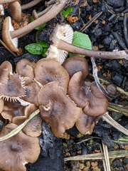 Lyophyllum anthracophilum