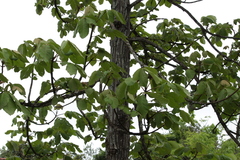 Zeyheria tuberculosa