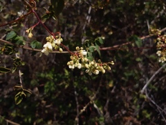 Sapindaceae