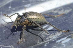 Mitragenius araneiformis