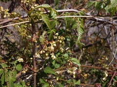 Sapindaceae