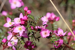 Boronia microphylla