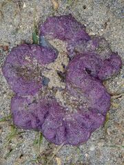 Stichodactyla haddoni