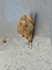 Glaphyriinae