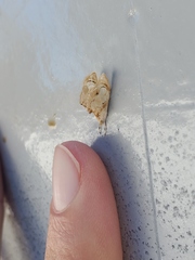 Glaphyriinae