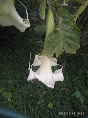 Brugmansia arborea
