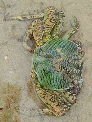 Grapsus albolineatus